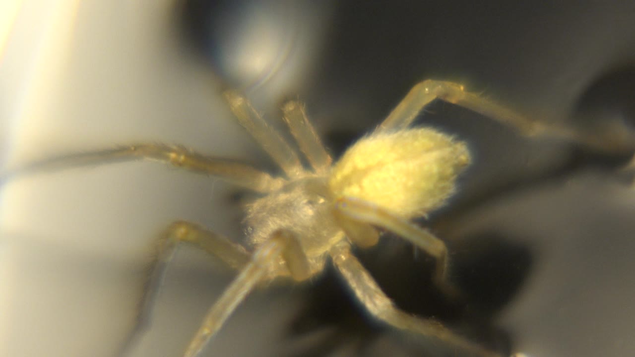 A yellowish tan spider angles diagonally across the frame, its bright body and legs surrounded by dark blurred water reflections and no visible people.