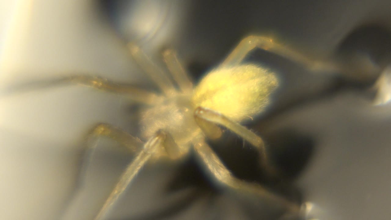 Close spider body and legs on dark water with soft highlights.