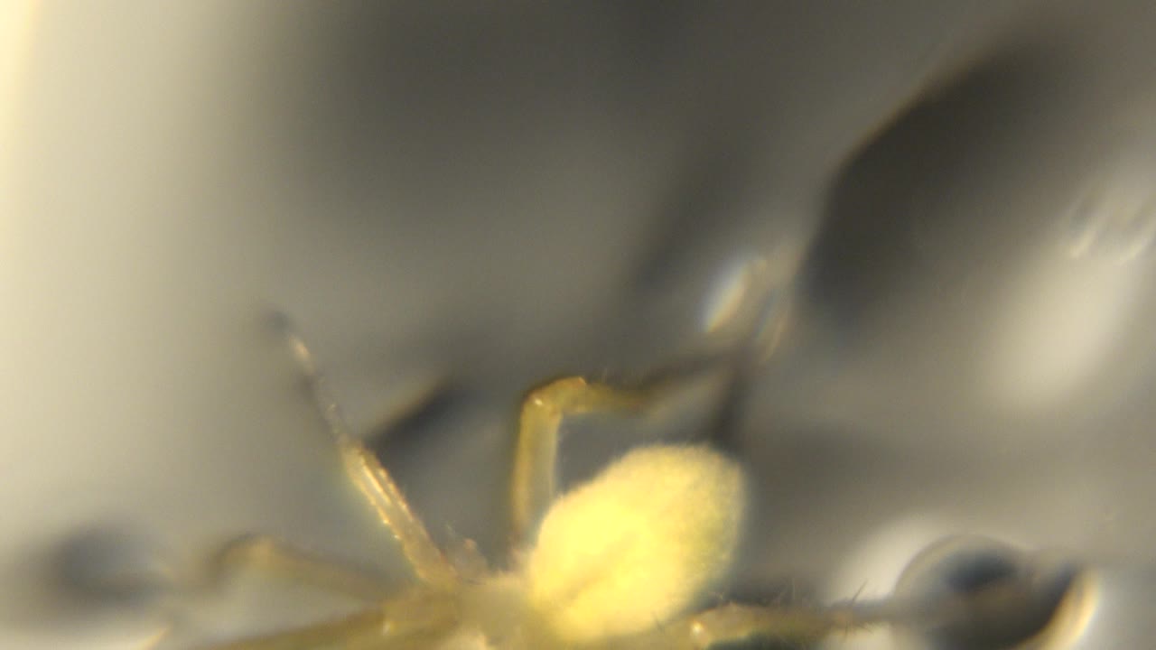Soft macro view of a small yellow spider partly low in frame.