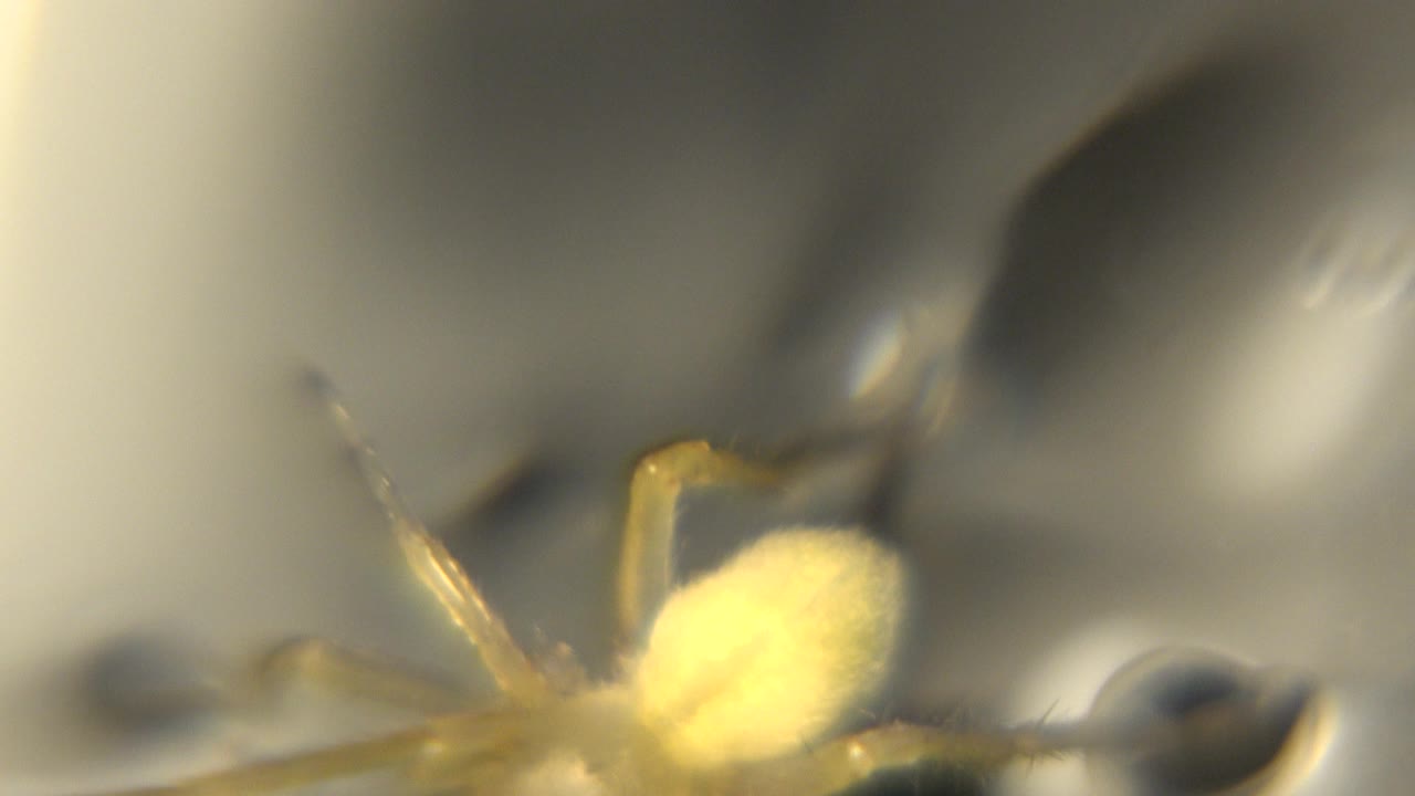 Close macro view in Chicago, Illinois of the pale yellow spider shifted toward the lower left, with legs spreading across a softly blurred background and no visible people.