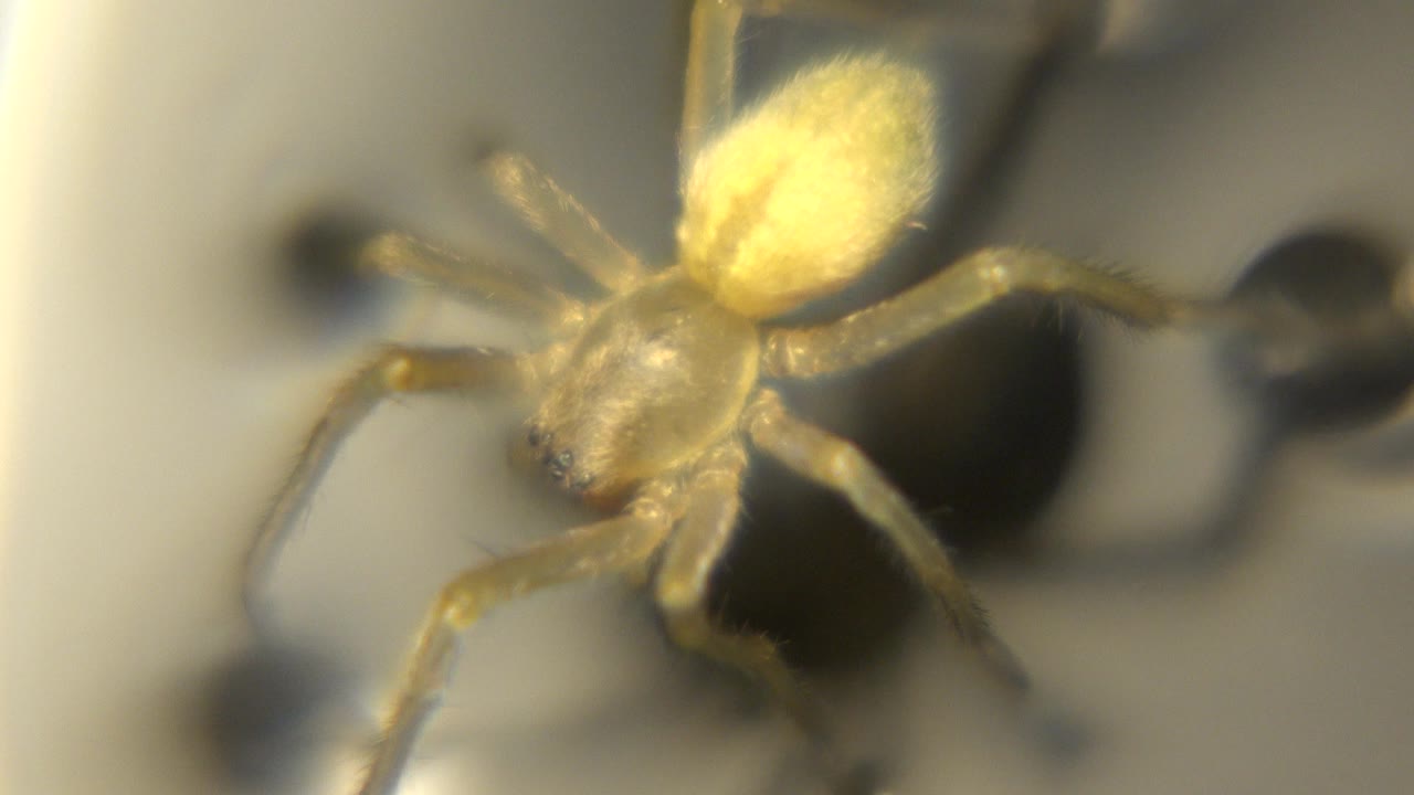 Yellow spider in close-up with legs extended.