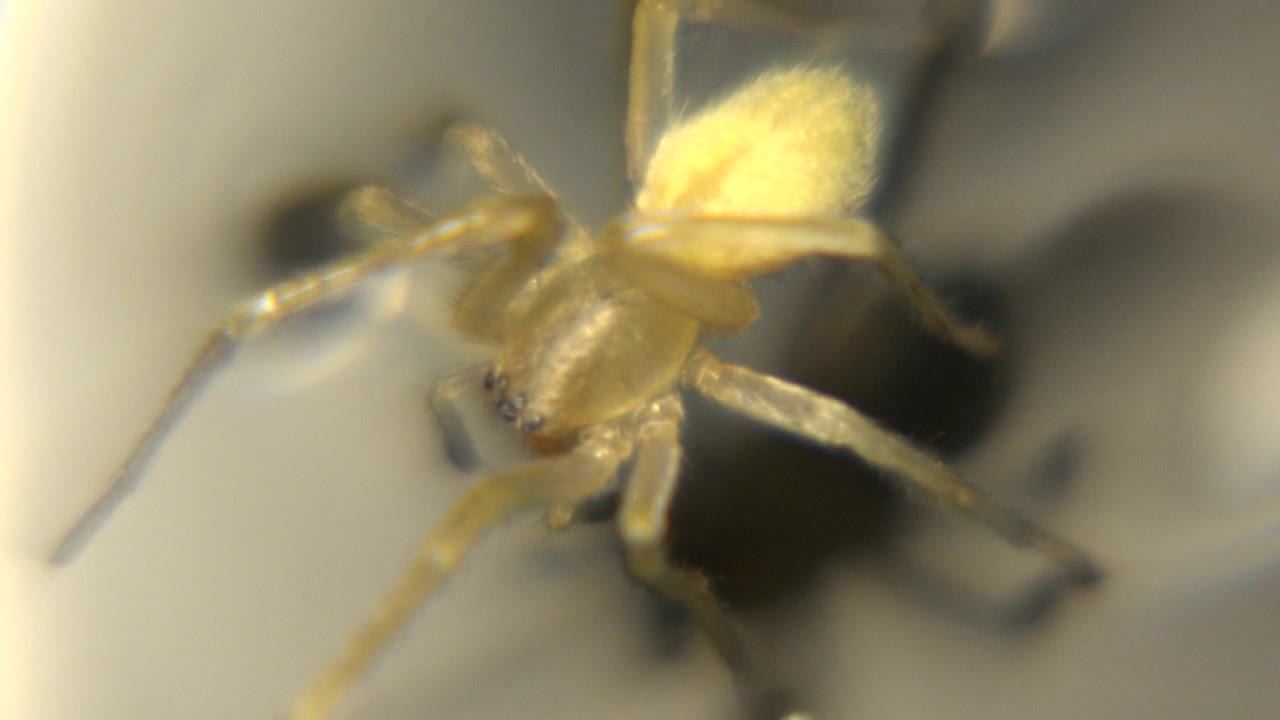 Small yellow spider shifts angle across the wet surface, with one front leg reaching toward a dark droplet and no visible people.