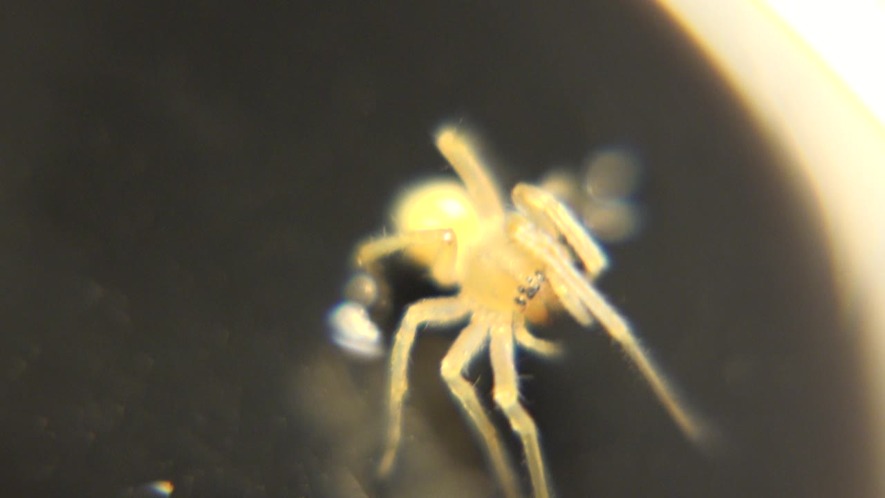 A yellow spider sits near a bright curved highlight on a dark surface, with its front legs raised and no visible people.