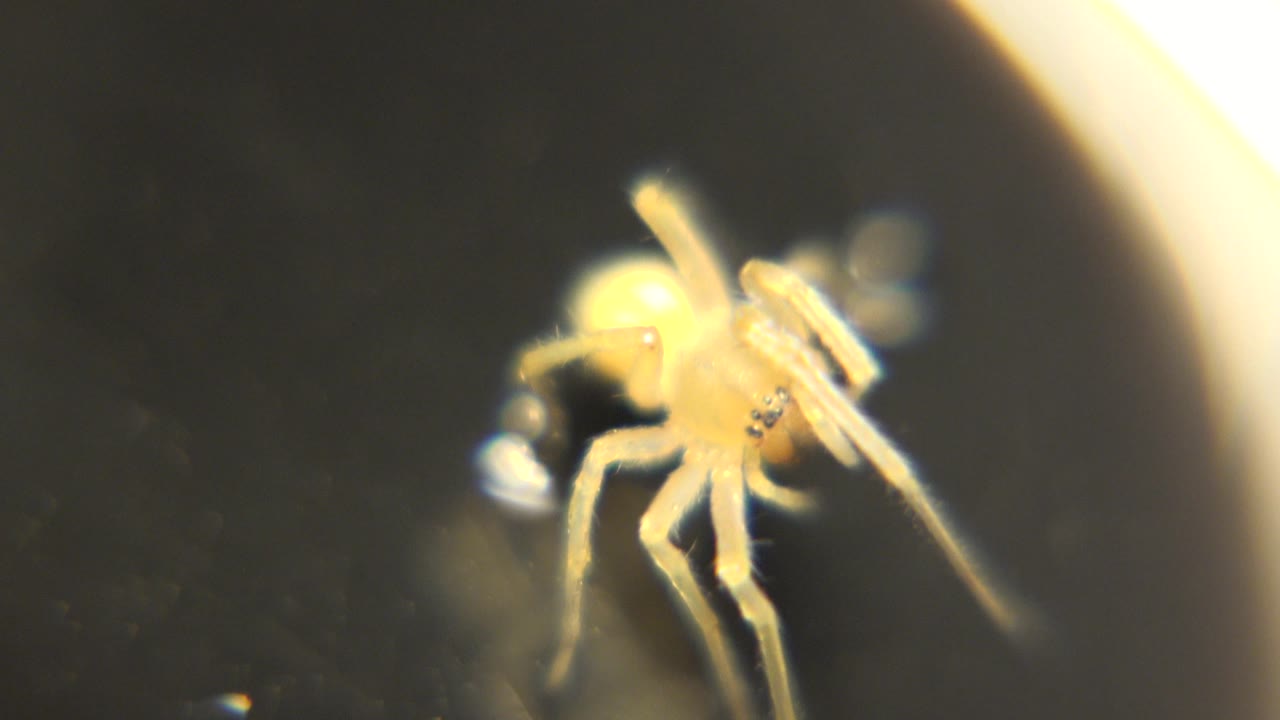 The spider holds a similar close-up position beside the warm curved light, with legs clustered over the dark background and no visible people.
