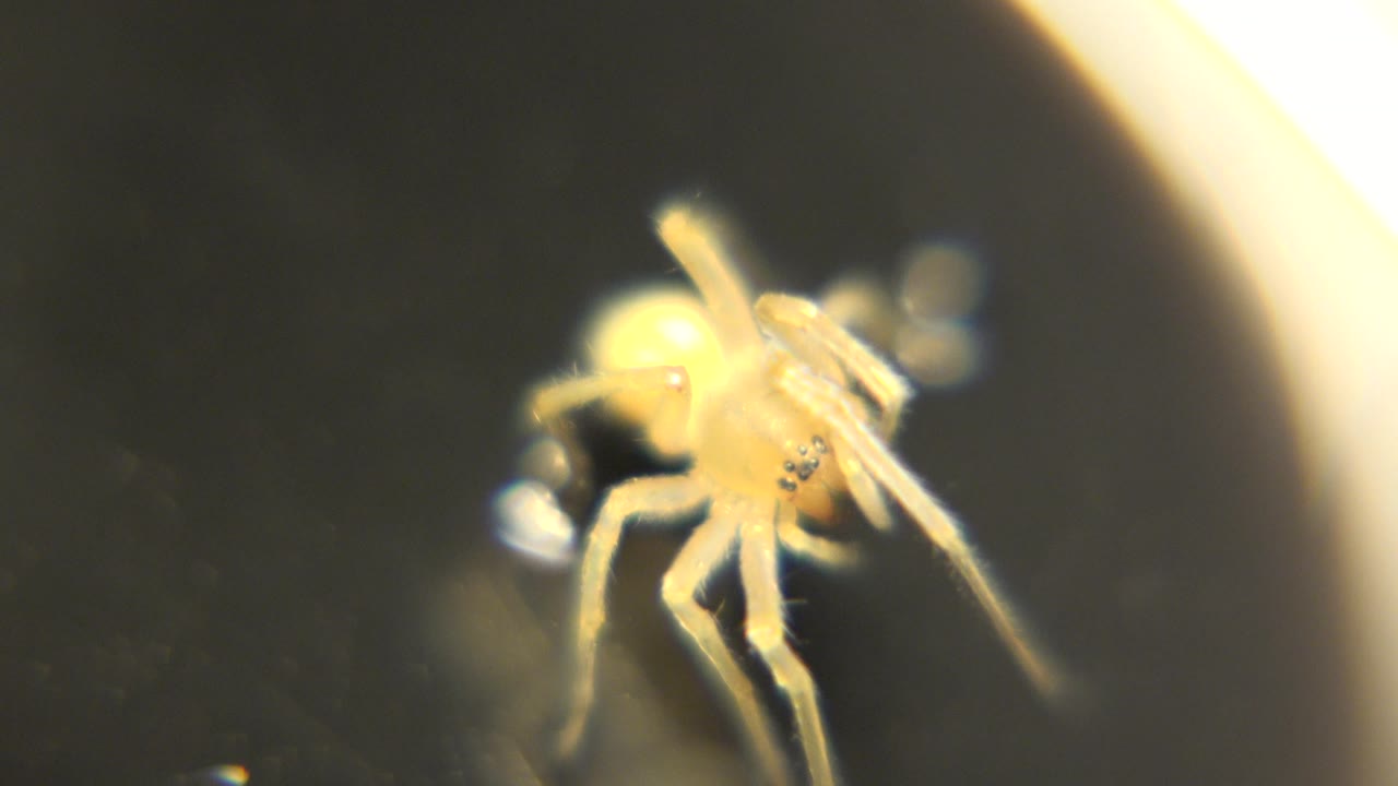 The spider appears slightly shifted and angled, with pale legs crossing near its body against the dark surface and no visible people.