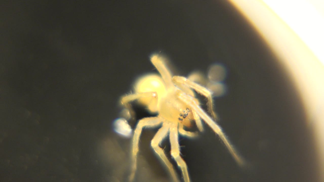The spider is still pressed close to the dark surface, with overlapping yellow legs and a glowing highlight along the right side, with no visible people.