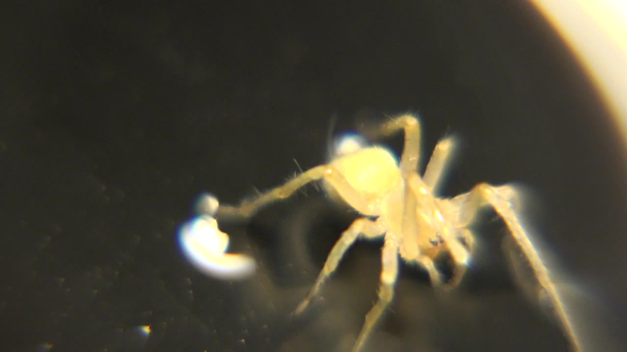 A small yellow spider faces right on a glossy black base beside a bright white speck, with warm highlights and no visible people.