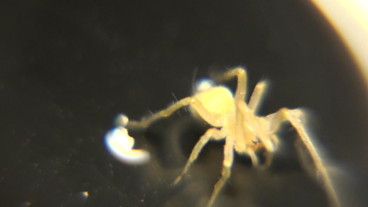 The yellow spider stays low against the black base with legs spread and a bright speck to the left, while the background remains dark and no people are visible.