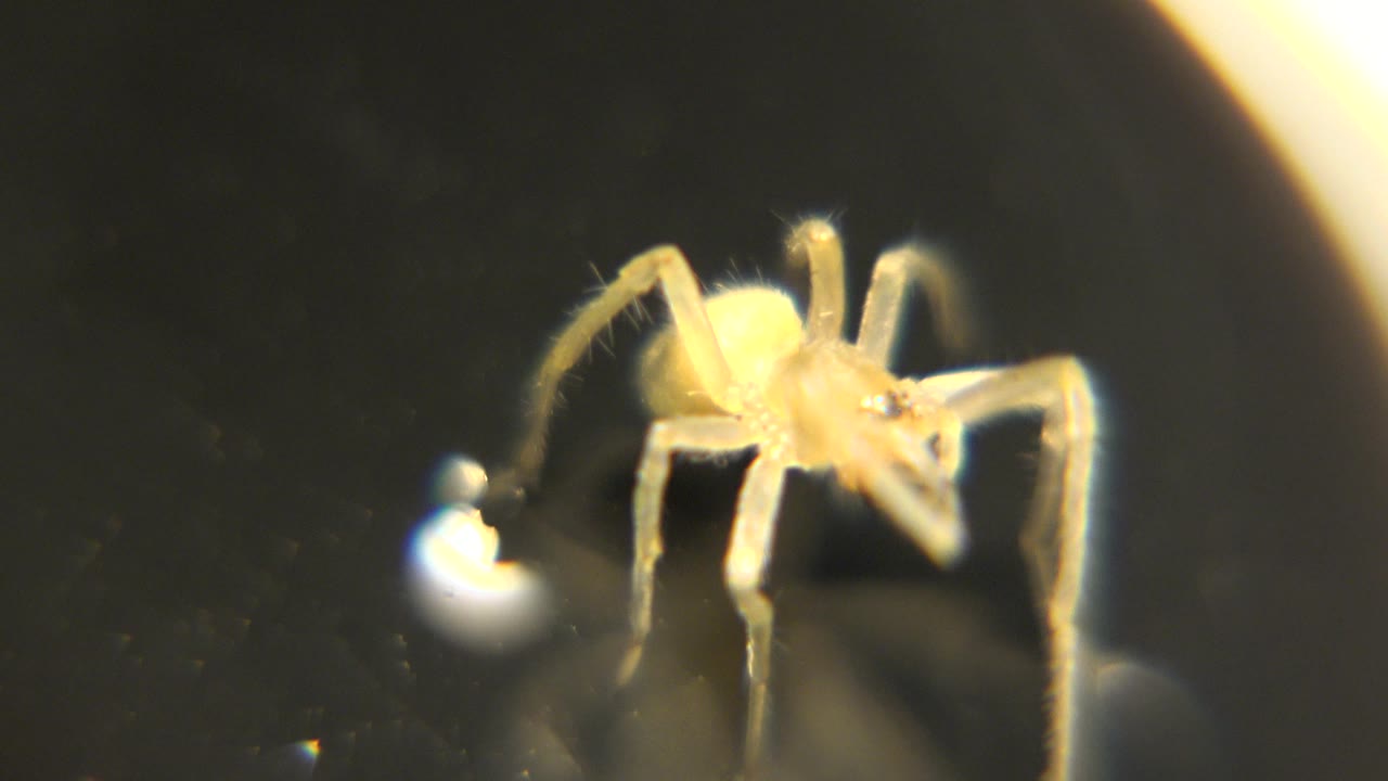 The spider is angled more toward the camera with its pale yellow body and legs catching strong light on the black base, with no visible people.