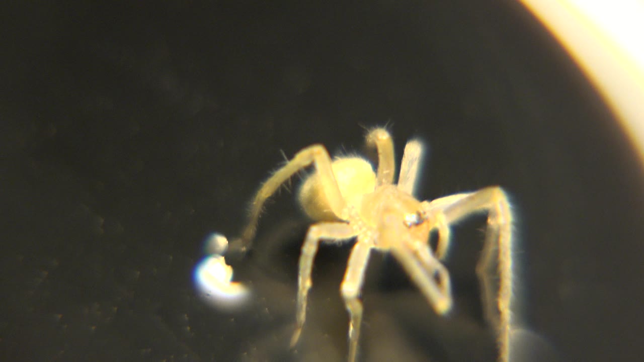 Spider raises legs on the black base near a bright speck.