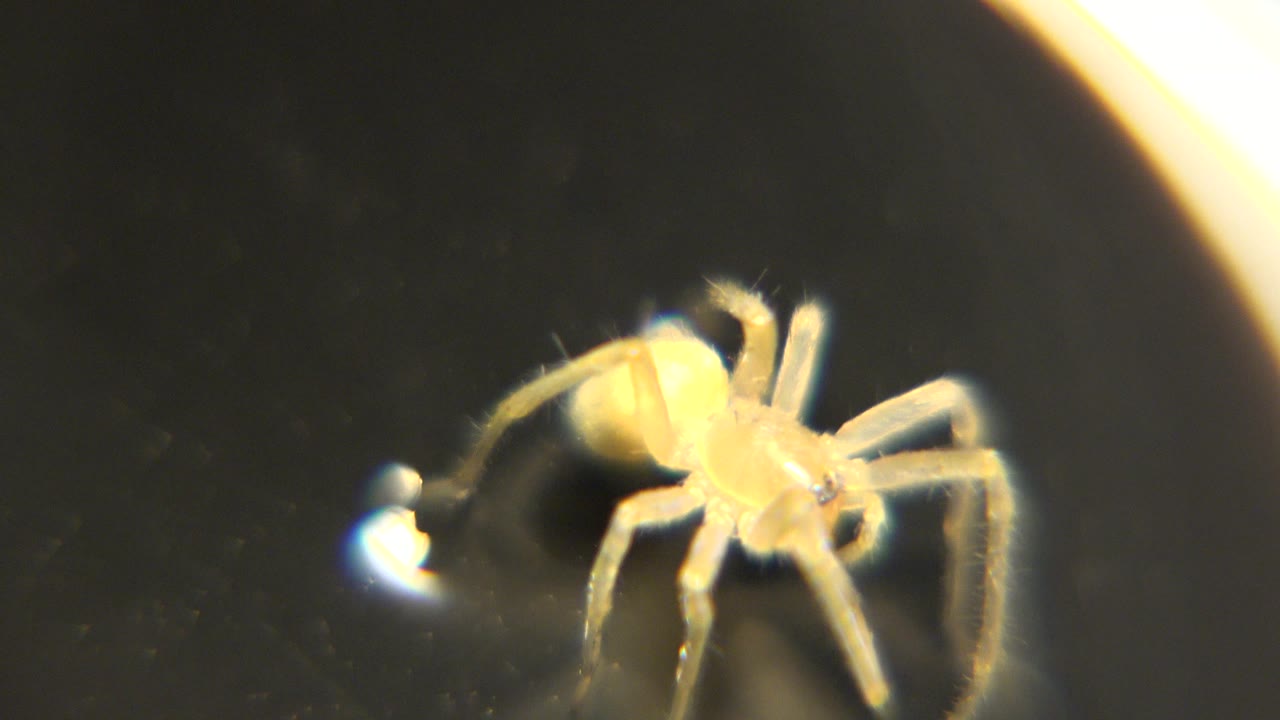 Top-down close view of a yellowish tan spider standing on dark water with a bright reflection at left and no visible people.