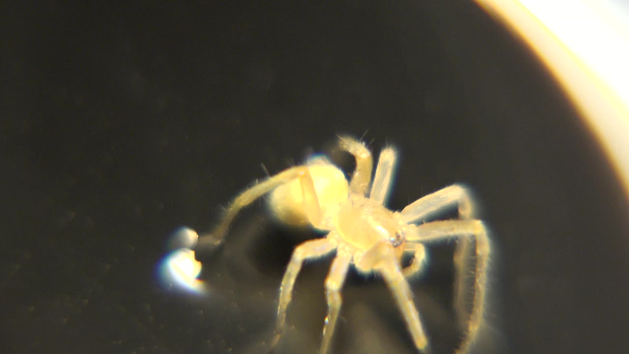 A yellowish tan spider remains centered slightly right on the dark liquid, with pale legs visible and a small bright spot to its left, no visible people.