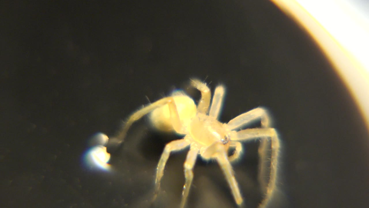 Spider on water with bright curved edge light.