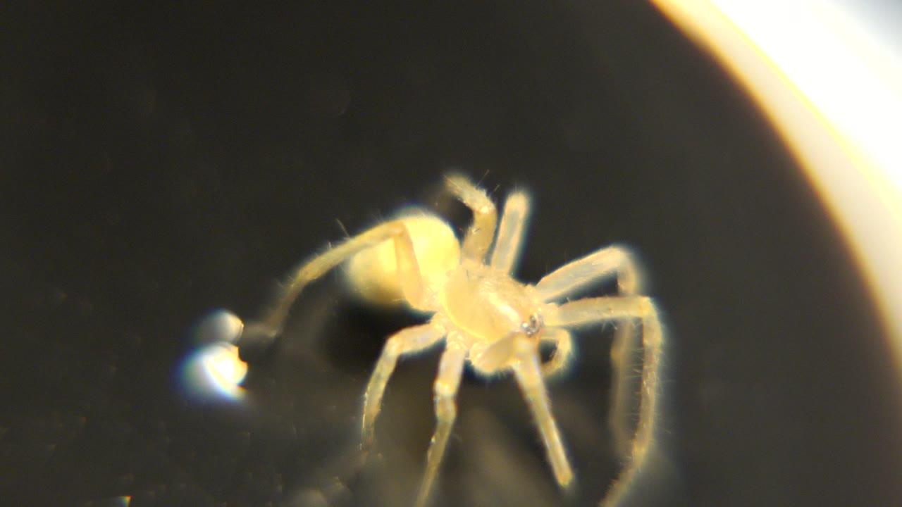 A tiny pale spider appears under a light microscope near a bright white reflection on a dark background, with no visible people.