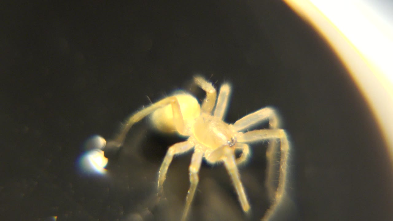 The spider remains centered in the microscope field, its pale body and several thin legs visible against the dark background, with no visible people.