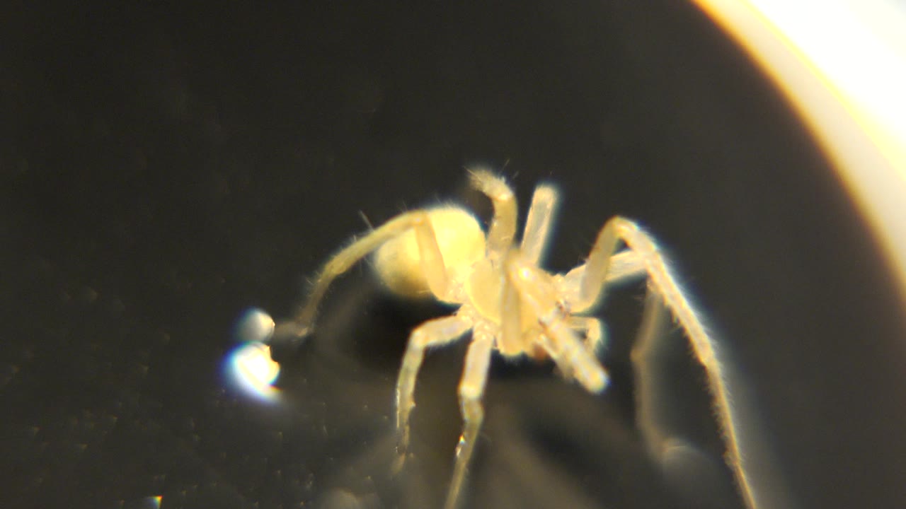 Spider in profile with legs braced across the dark microscope view.