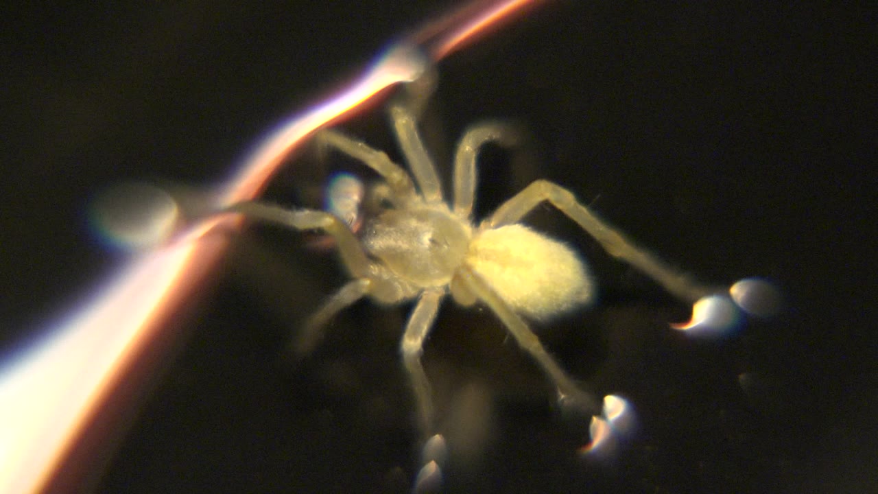 The spider remains centered in a soft close-up, its pale legs spread across the dark surface while a warm diagonal highlight runs behind it and no people are visible.