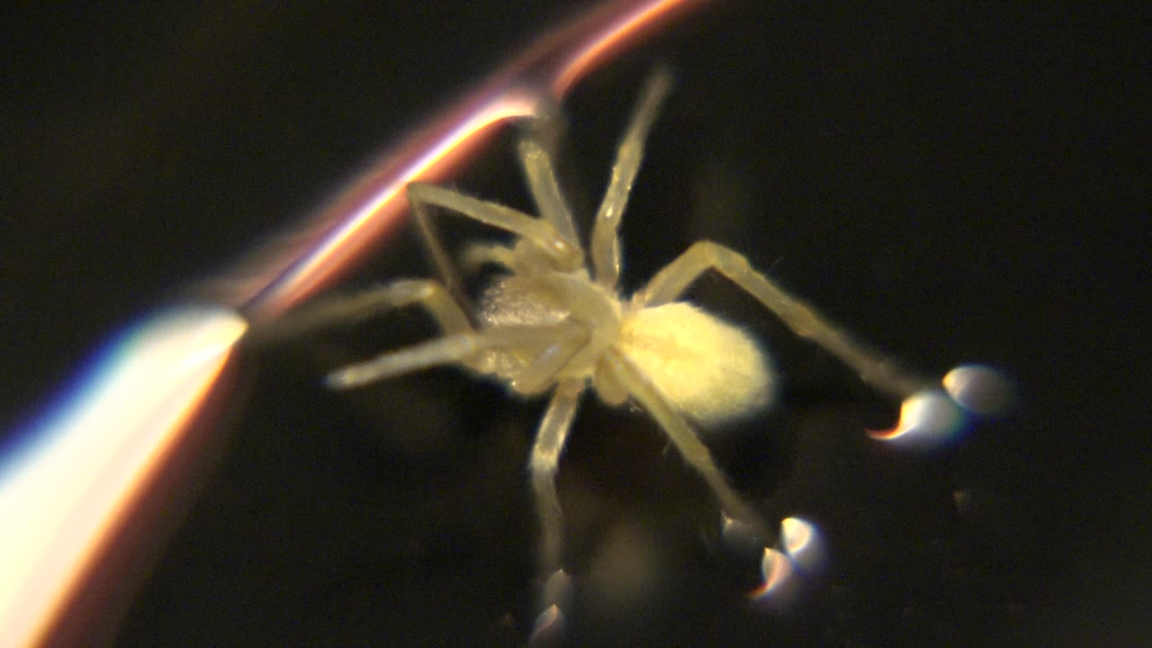 The spider is slightly farther right in the close-up, with its pale abdomen bright against the black background, a bright foreground edge at left, and no visible people.