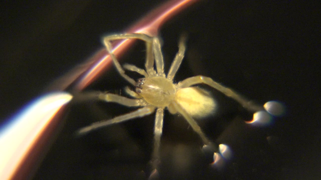Macro view of yellow spider beside reflective droplets on black.