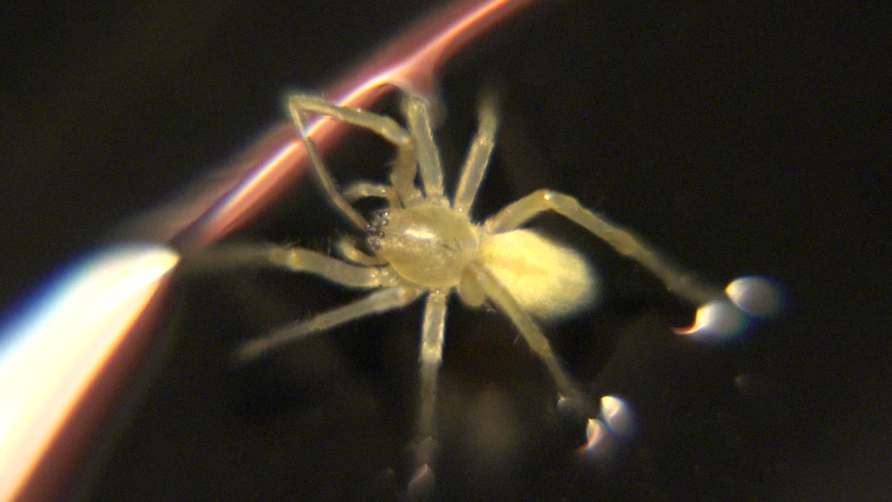 A pale tan spider is centered beside a glowing curved hair-like strand, with soft dark surroundings and no visible people.