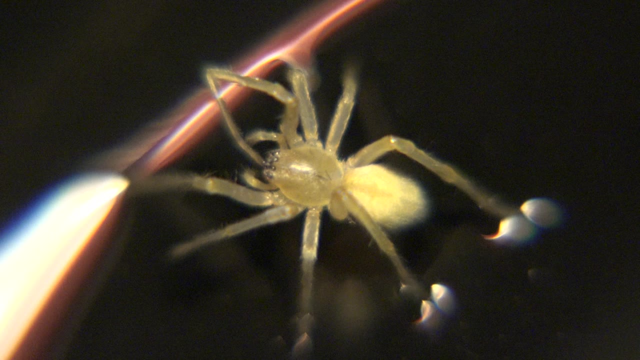 The spider remains near the center with its legs spread around a diagonal bright strand, while the black background keeps the focus tight and no people are visible.