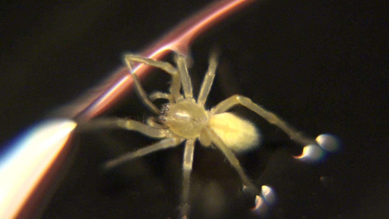 The spider's pale abdomen is more prominent as it sits beside the curved illuminated strand, with dark negative space around the macro subject and no visible people.