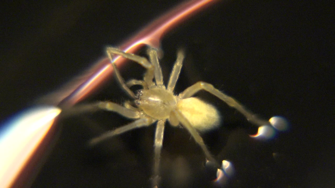 Close macro view of tan spider beside bright hair-like curve.