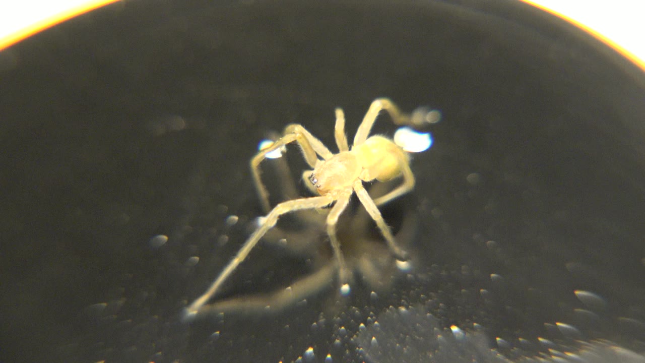 A pale yellow spider stands near the upper left of a dark glossy petri dish surface, with bright rim glare and no visible people.