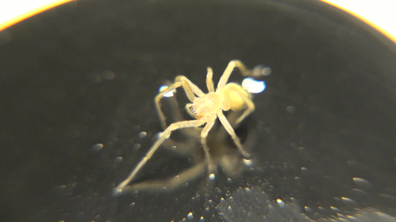 The spider appears closer to center on the dark petri dish, with several legs spread and reflected highlights behind it, no visible people.