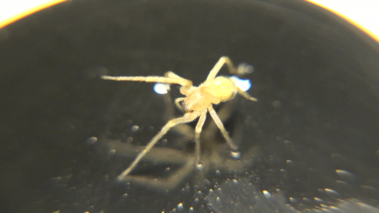 The spider has shifted orientation on the petri dish, with one long leg extending left across the dark reflective surface and no visible people.