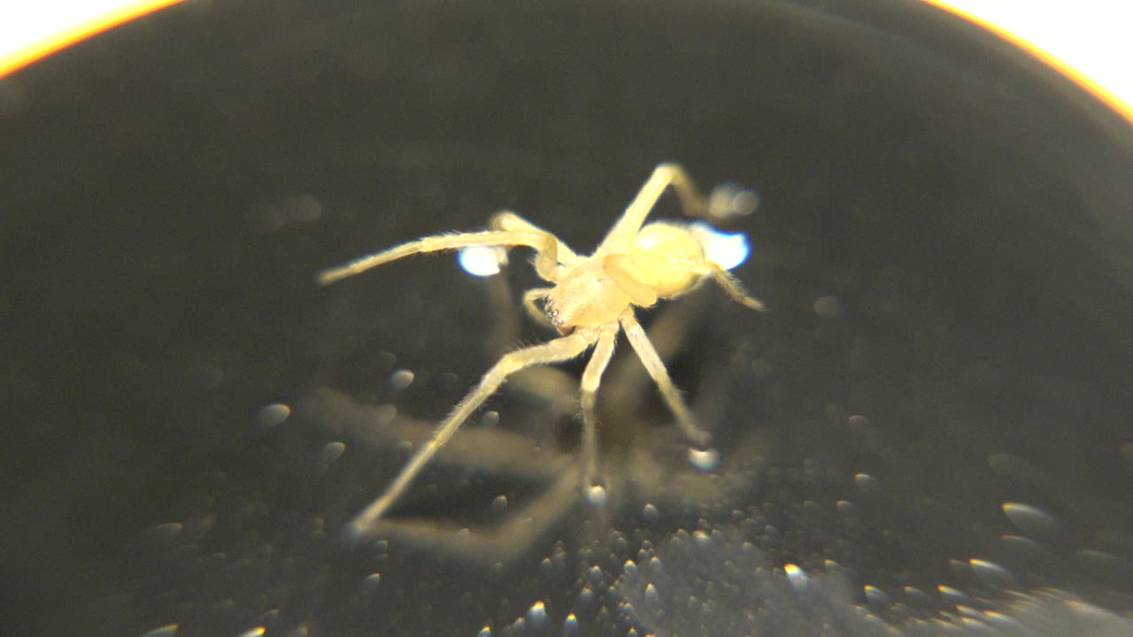 The spider is seen in a closer side-angled posture on the glossy petri dish, with bright highlights near its legs and no visible people.