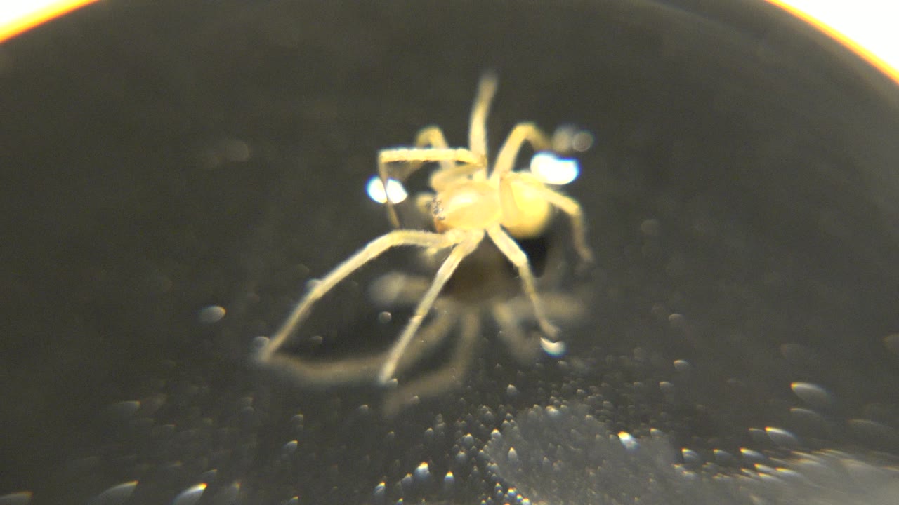 A small yellow-white spider-like animal sits near the top center of a glossy black tabletop with bright reflected glare and no visible people.