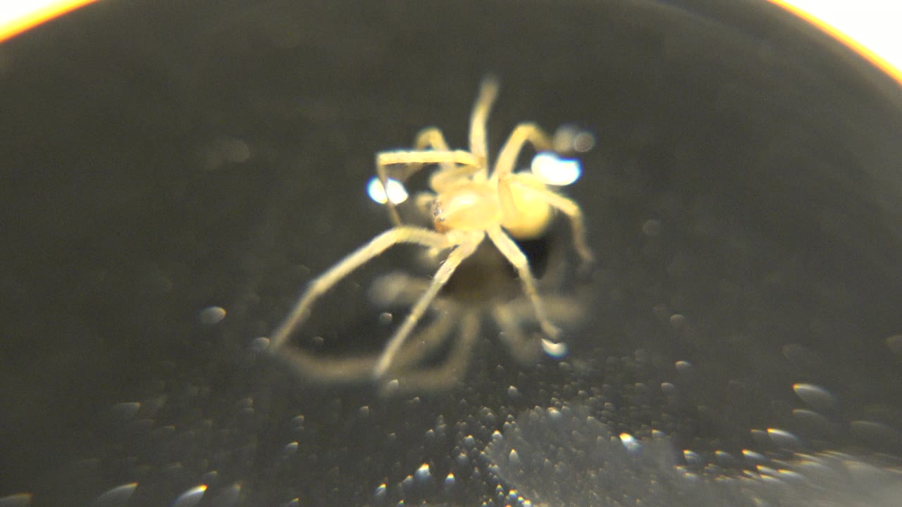 The pale spider-like animal remains near the upper middle of the frame, with long legs and a faint reflection visible on the glossy black surface, no visible people.