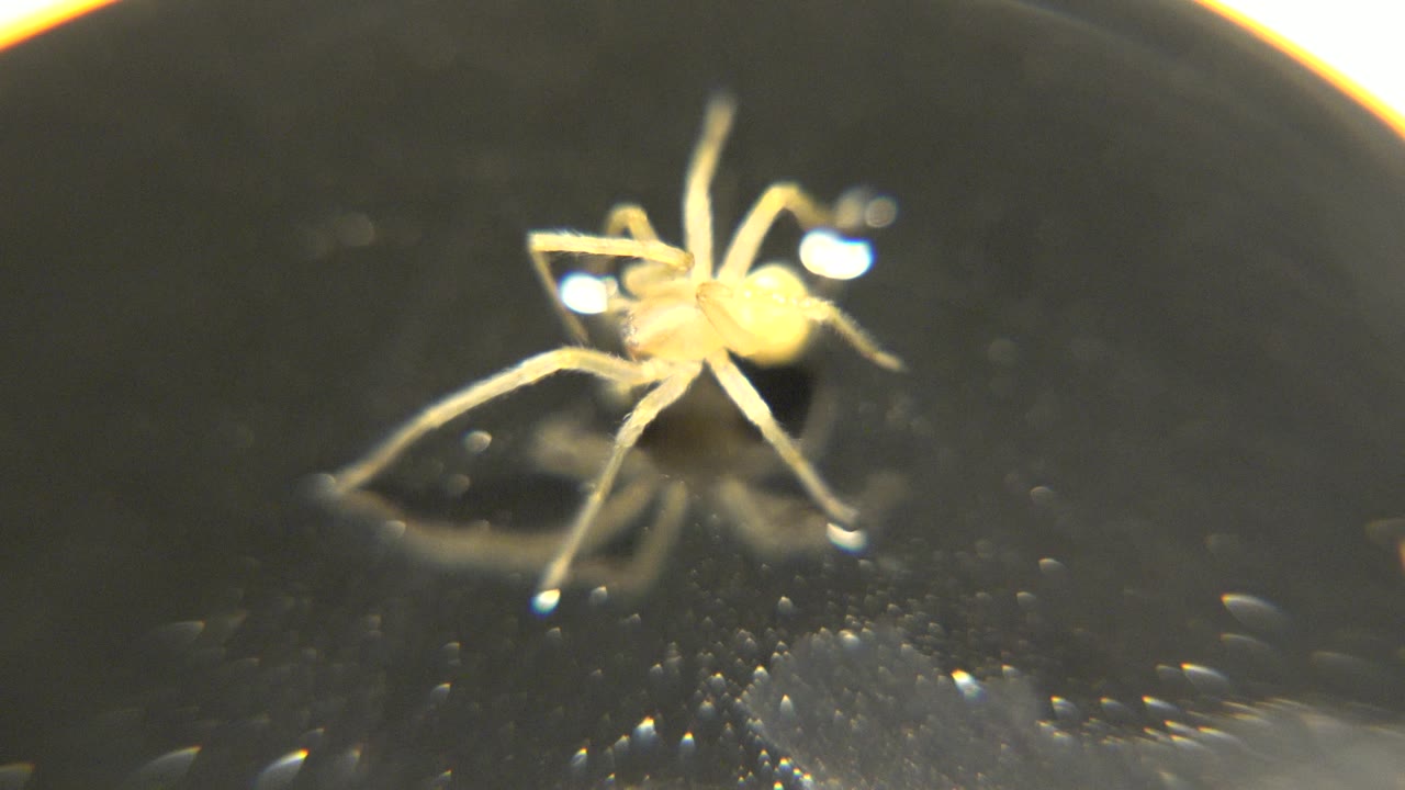 A small pale spider-like animal appears slightly farther right in the close view, with a bright white highlight near its body and no visible people.