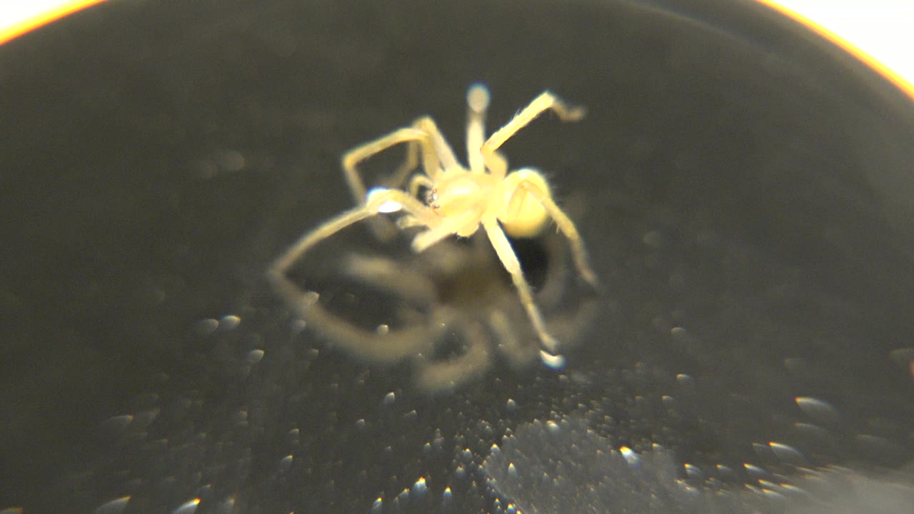The pale spider-like animal is closer to the center-left of the image, its legs spread over a shiny black tabletop with scattered tiny reflections, no visible people.