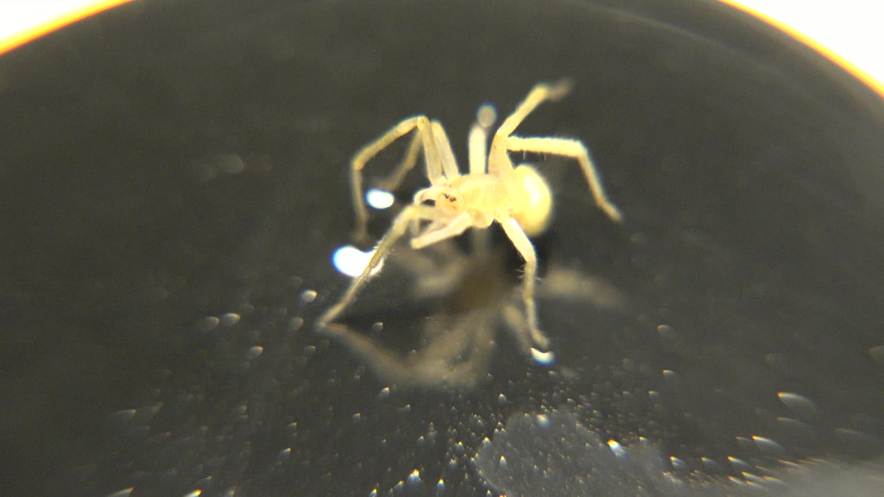 A pale yellow spider stands near the upper left of a glossy black plate, with bright rim light along the top edge and no visible people.