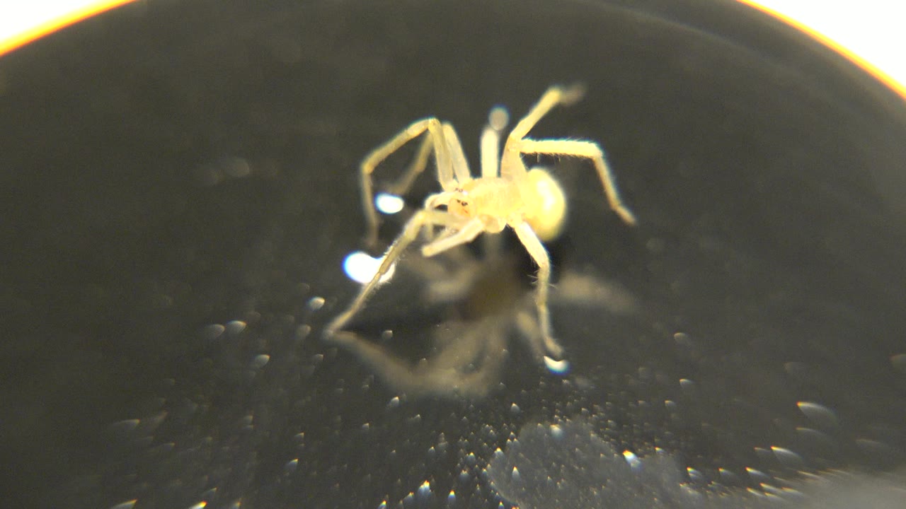 The yellow spider remains on the black plate with its front legs angled forward and a small white reflection beside it, with no visible people.