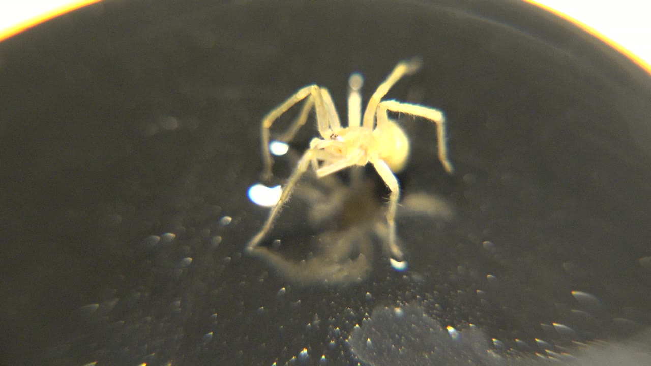 A close macro frame shows the yellow spider slightly farther right on the dark glossy surface, with bright light cutting across the top and no visible people.