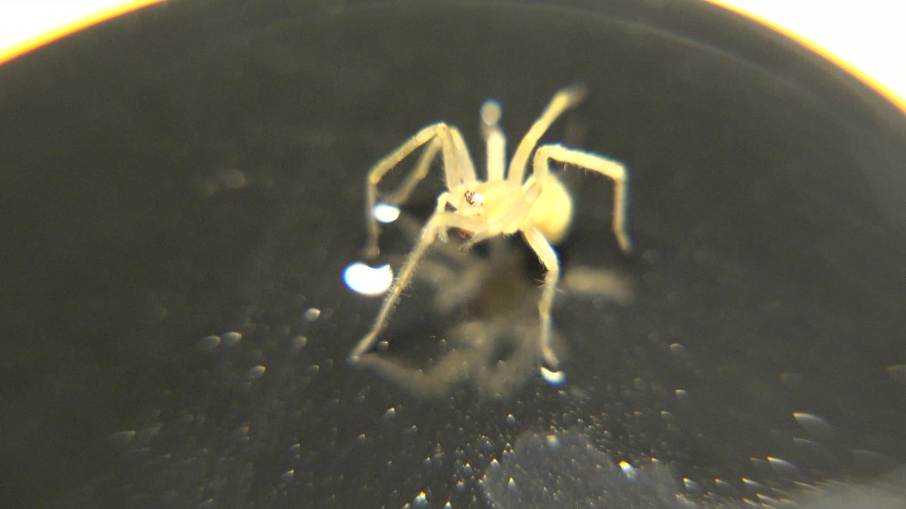 Yellow spider facing camera on black plate