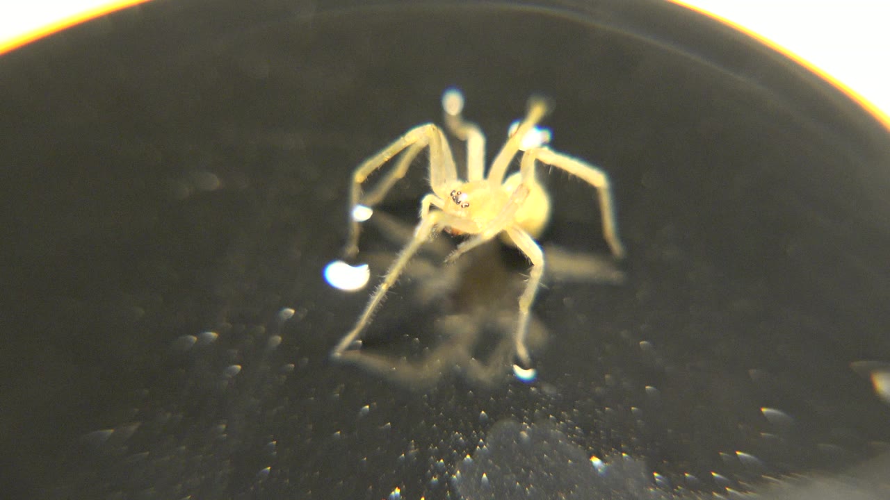A small yellow spider faces the camera on a glossy black surface with bright reflections near its feet and no visible people.