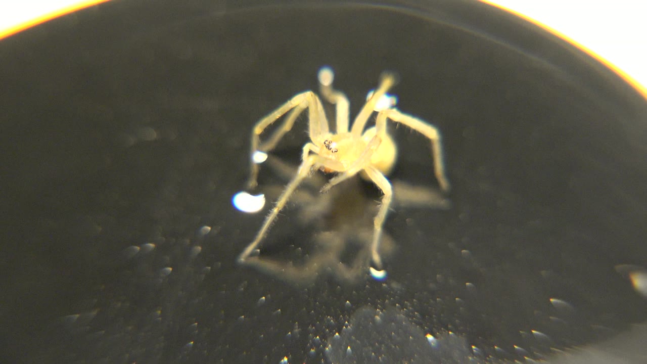 A close macro view shows the yellow spider centered high in the frame, with pale legs catching bright light on the black surface and no visible people.