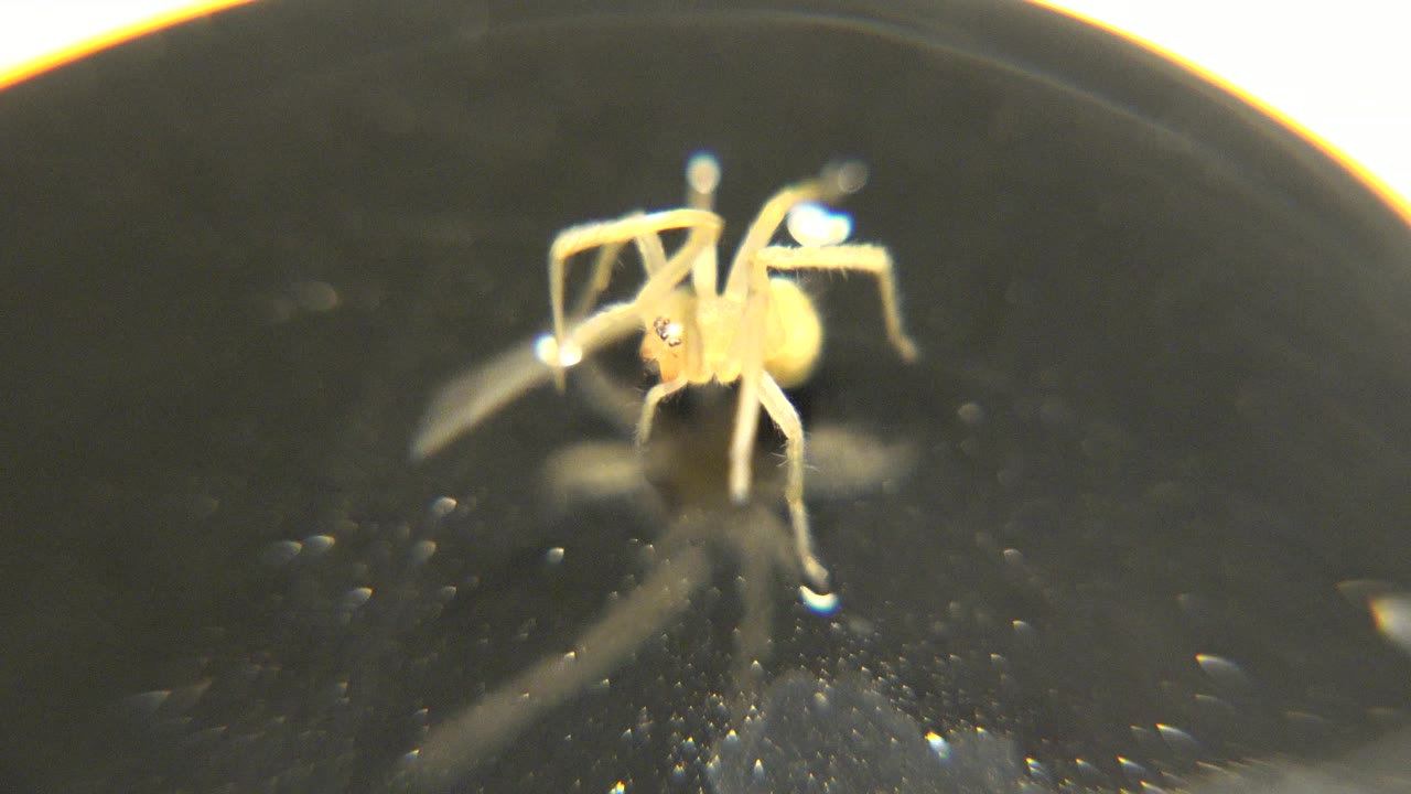 The spider shifts its legs close to its mouth area on the black mirrored surface, with a blurred reflection extending below and no visible people.