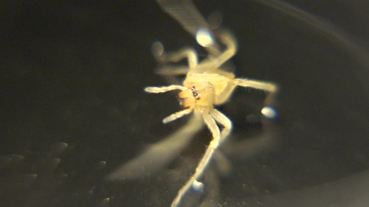 At the opening moment, a small pale spider faces the camera on a dark glossy surface with thin legs spread forward and no visible people.