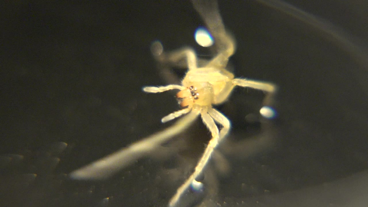 The spider remains near the center with its pale front legs reaching across the dark surface, while warm highlights catch the body and no visible people appear.