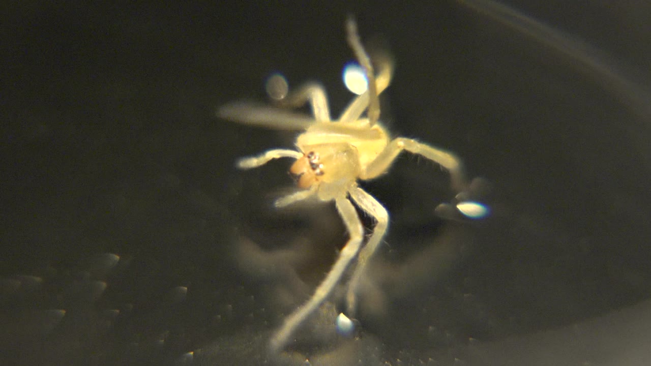 The spider is angled slightly to the side with its legs lifted and stretched over the dark reflective background, with no visible people in frame.