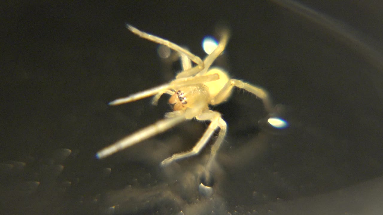 Close macro view of spider with front legs forward