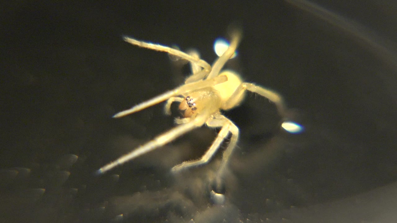 Pale yellow spider on a dark reflective surface.
