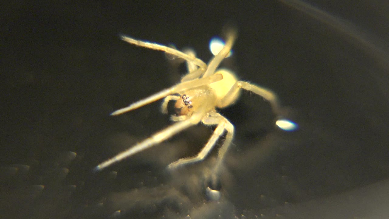 The yellow spider remains in close view with its front legs angled toward the lower edge and its body lit against a dark soft-focus background, with no visible people.