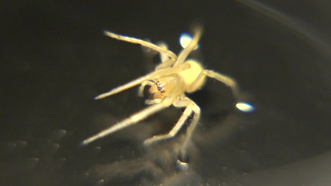 A close-up frame shows the yellow spider's round body and extended legs over a dark reflective surface, with small blue-white highlights nearby and no visible people.
