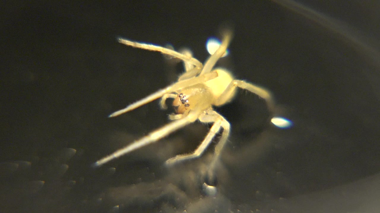 The spider appears slightly lower in the frame with its head near a small dark object on the glossy surface, and no visible people are present.
